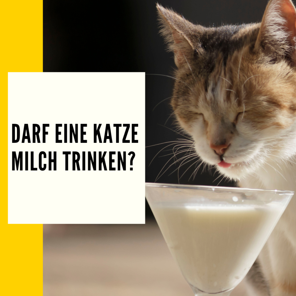 In diesem Ratgeber geht es um das Thema: Dürfen Katzen Milch trinken? Wir gehen dieser Frager genauer auf den Grund.