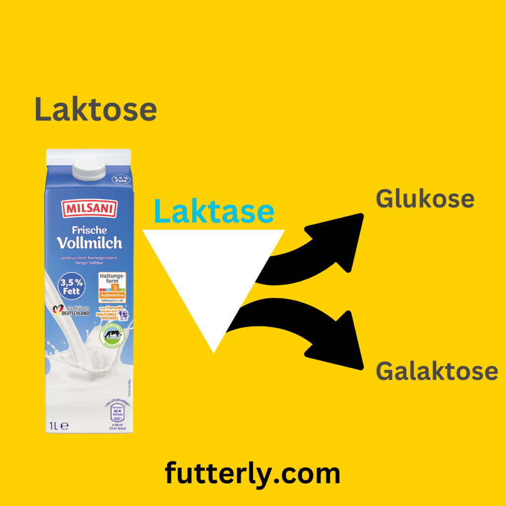 Das Enzym "Laktase" spaltet Laktose im Körper der Katze. Viele Katzen haben aber wenig Laktase Enzyme im Körper um Laktose zu spalten.