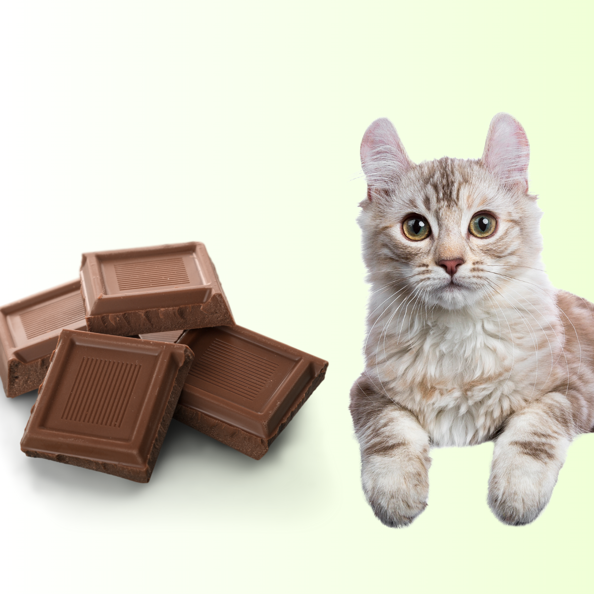 In diesem Artikel geht es um das Thema, ob Katzen Schokolade essen dürfen oder nicht.