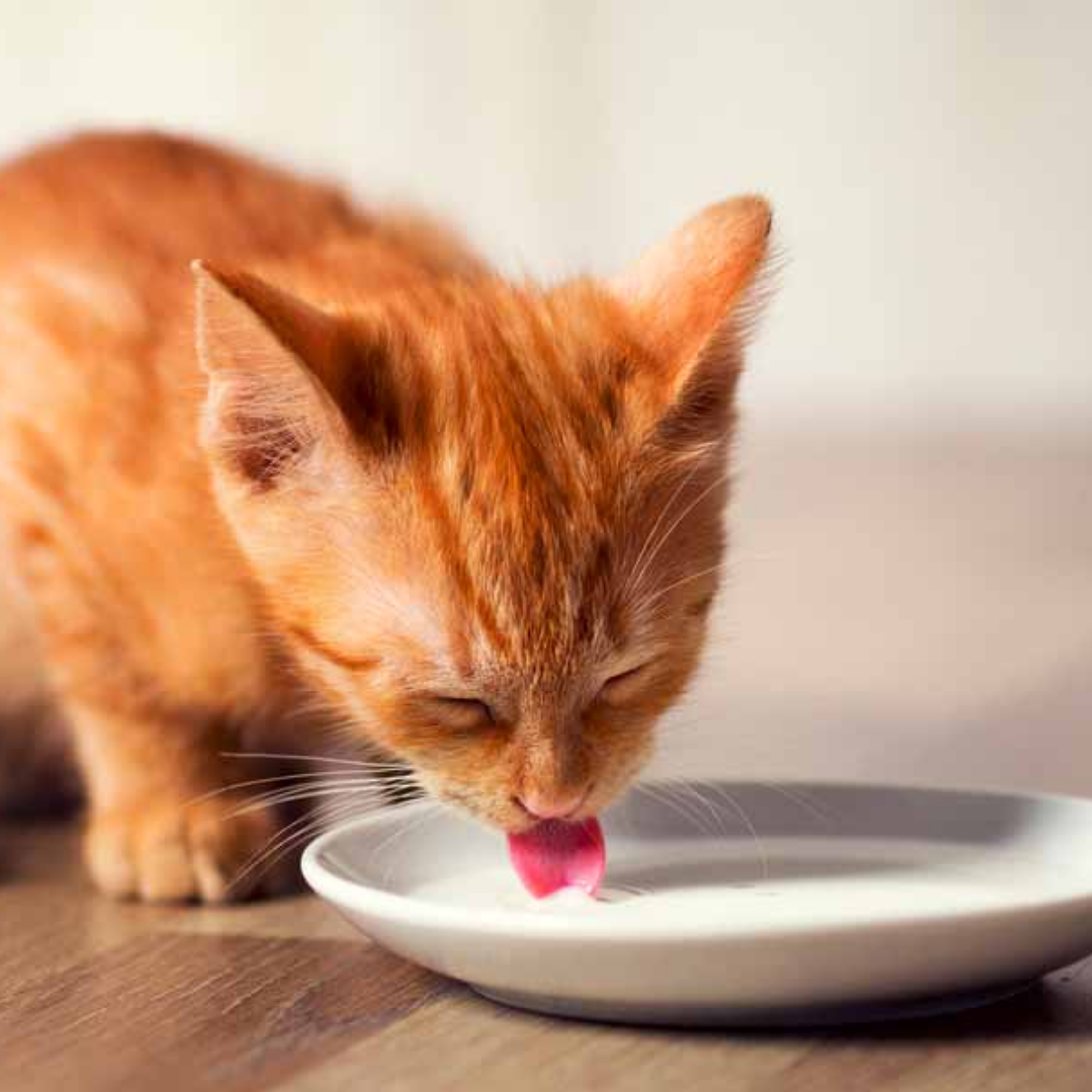 Katze trinkt Milch aus einer Schüssel