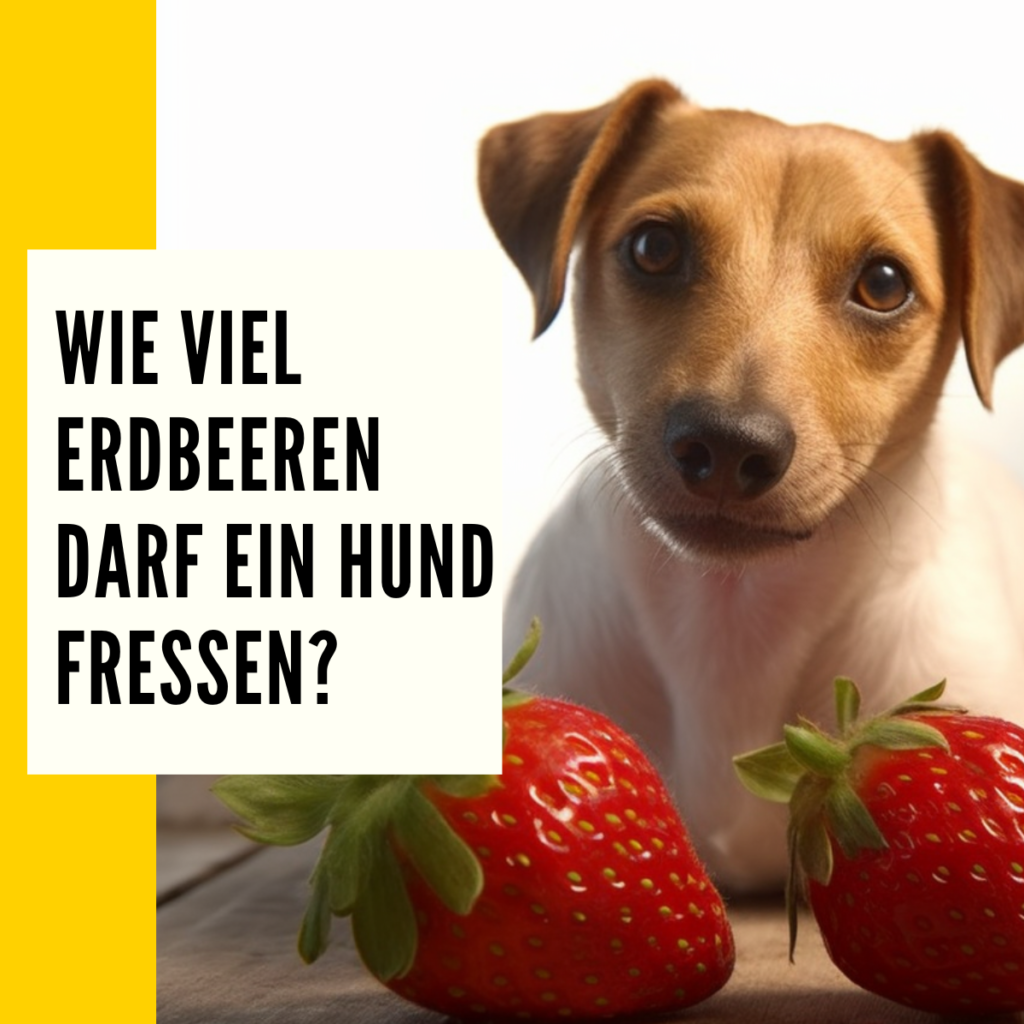 Hunde dürfen Erdbeeren essen, aber wie viel eigentlich? Hier erklären wir dir die gesunde Menge an Erdbeeren, die dein Hund fressen darf. 