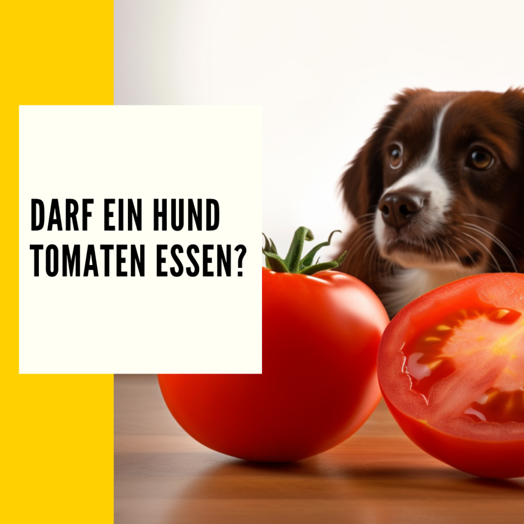 Hier geht es um das Thema: Dürfen Hunde Tomaten essen?