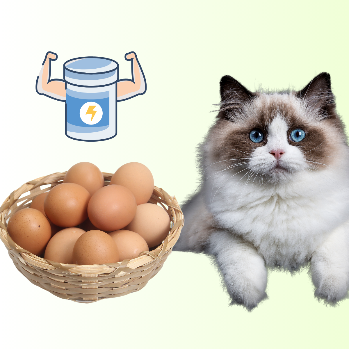 Viele Katzenliebhaber stellen sich die Frage: Darf meine Katze eigentlich Eier essen? In diesem Artikel gehen wir der Frage auf den Grund und beantworten es für euch.