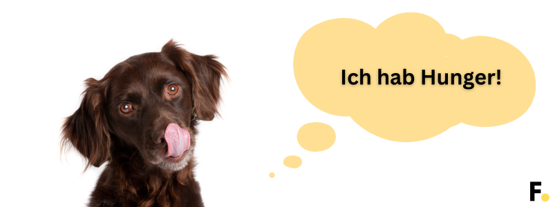 Hund Appetit anregen. 11 Tipps 