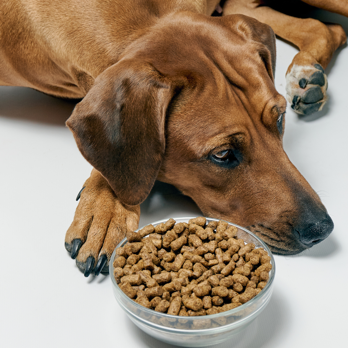 Hund isst nicht mehr: In diesem Artikel zeigen wir euch die Gründe und was Hundebesitzer dagegen tun können.