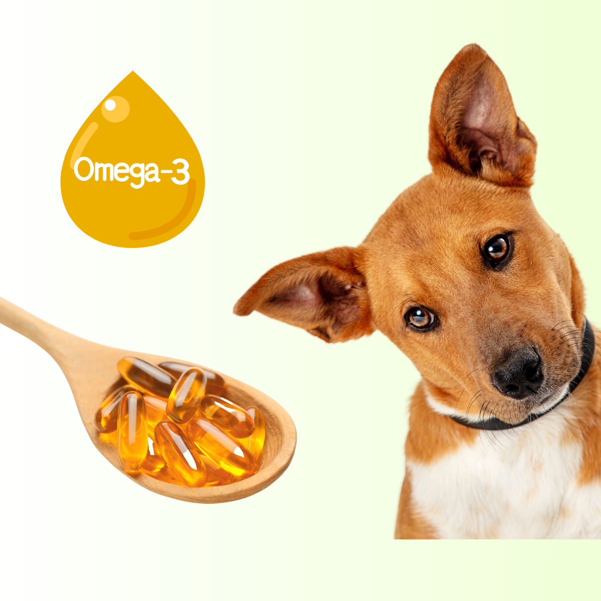 Omega-3 Fisch-Öl in die Hundeernährung integrieren