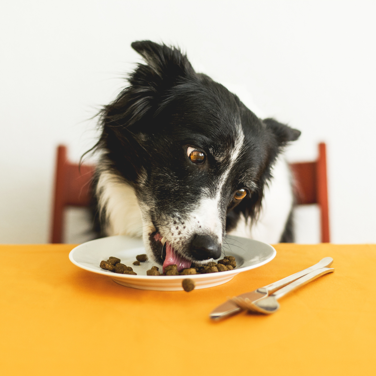Dieser Beitrag zum Thema Trockenfutter aufpeppen für Hunde soll euch zeigen, wie man das beste aus Trockenfutter rausholt um eine abwechslungsreiche Hunde-Ernährung deinem Vierbeiner zu bieten.