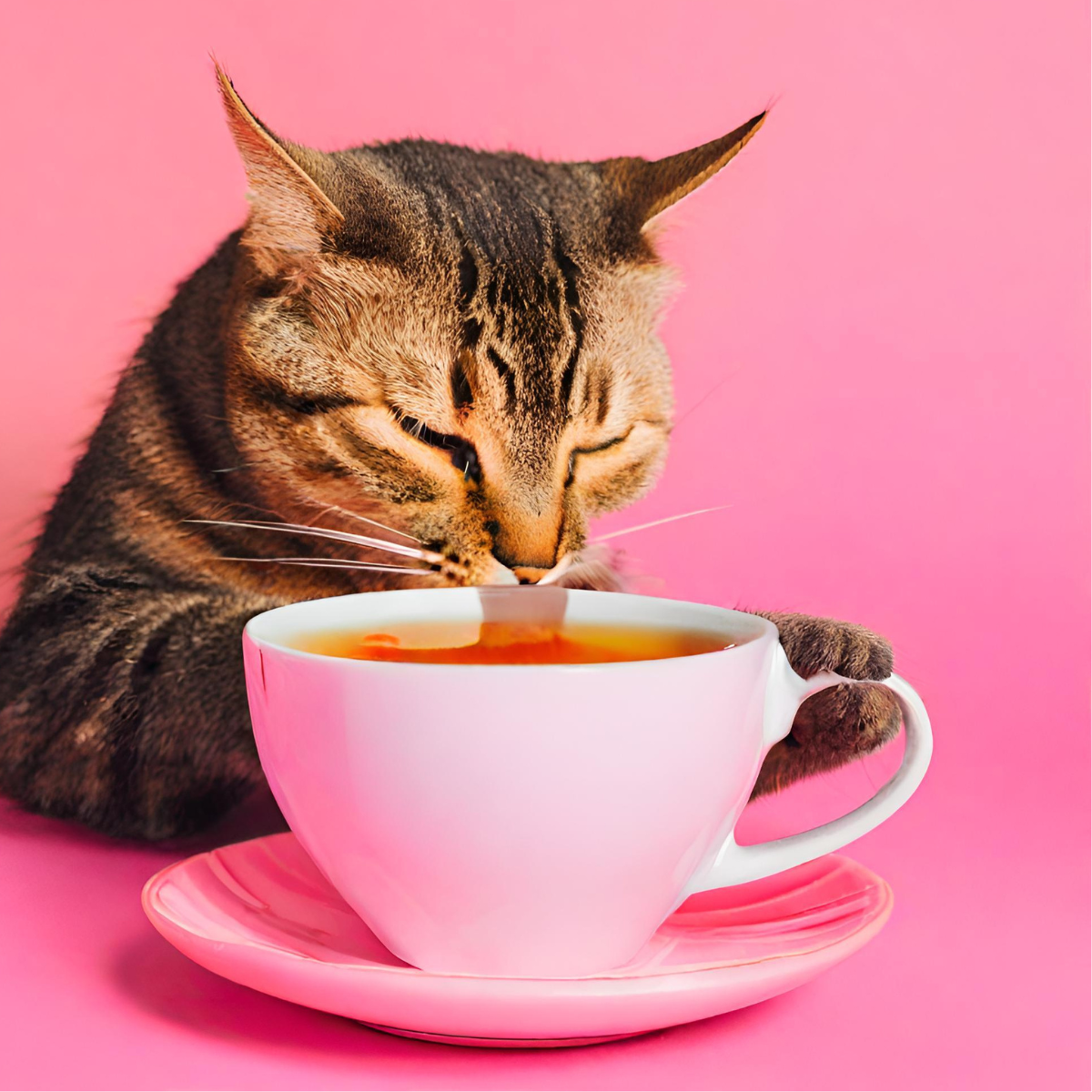 Katze trinkt aus einer Tee Tasse. Da stellt sich die Frage: Dürfen Katzen überhaupt Tee trinken und wenn ja, welche?