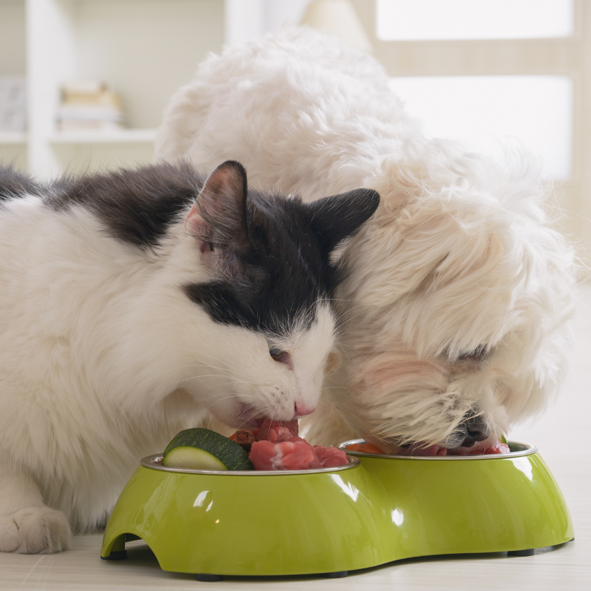 Katze und Hund essen aus einem Napf Futter.
