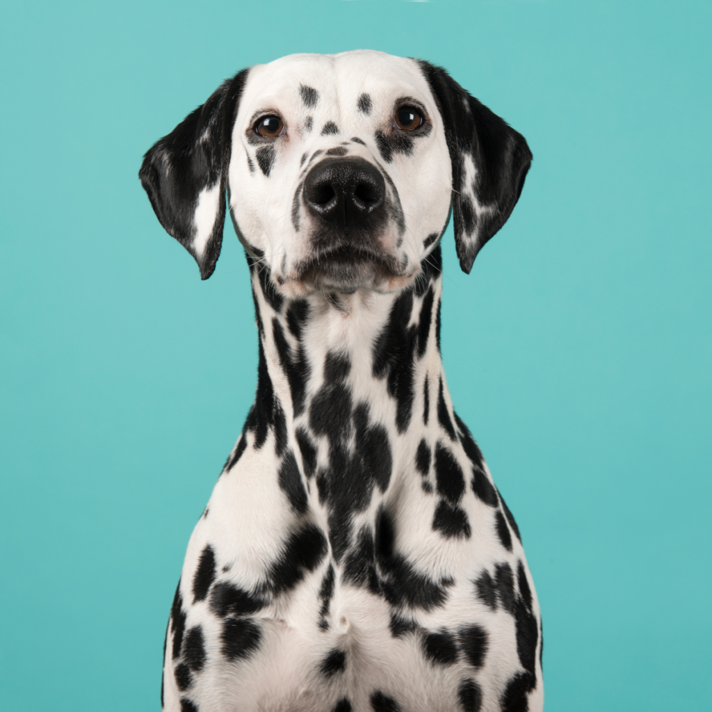 In diesem Artikel zeigen wir euch die richtige Hundeernährung und das beste Hundefutter für die Hunderasse Dalmatiner.