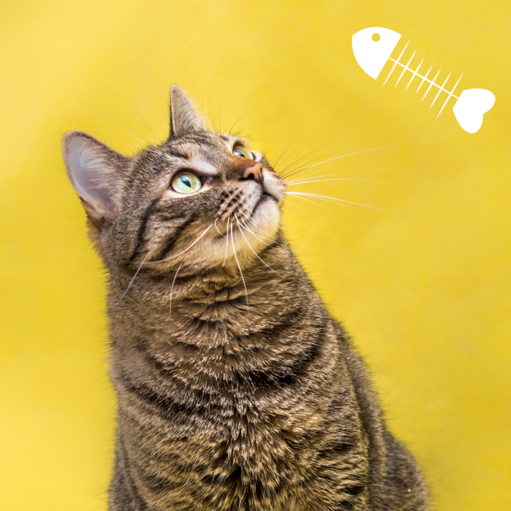 In diesem Ratgeber zeigen wir euch welche Ernährung und Katzenfutter für eure Hauskatze am besten ist.