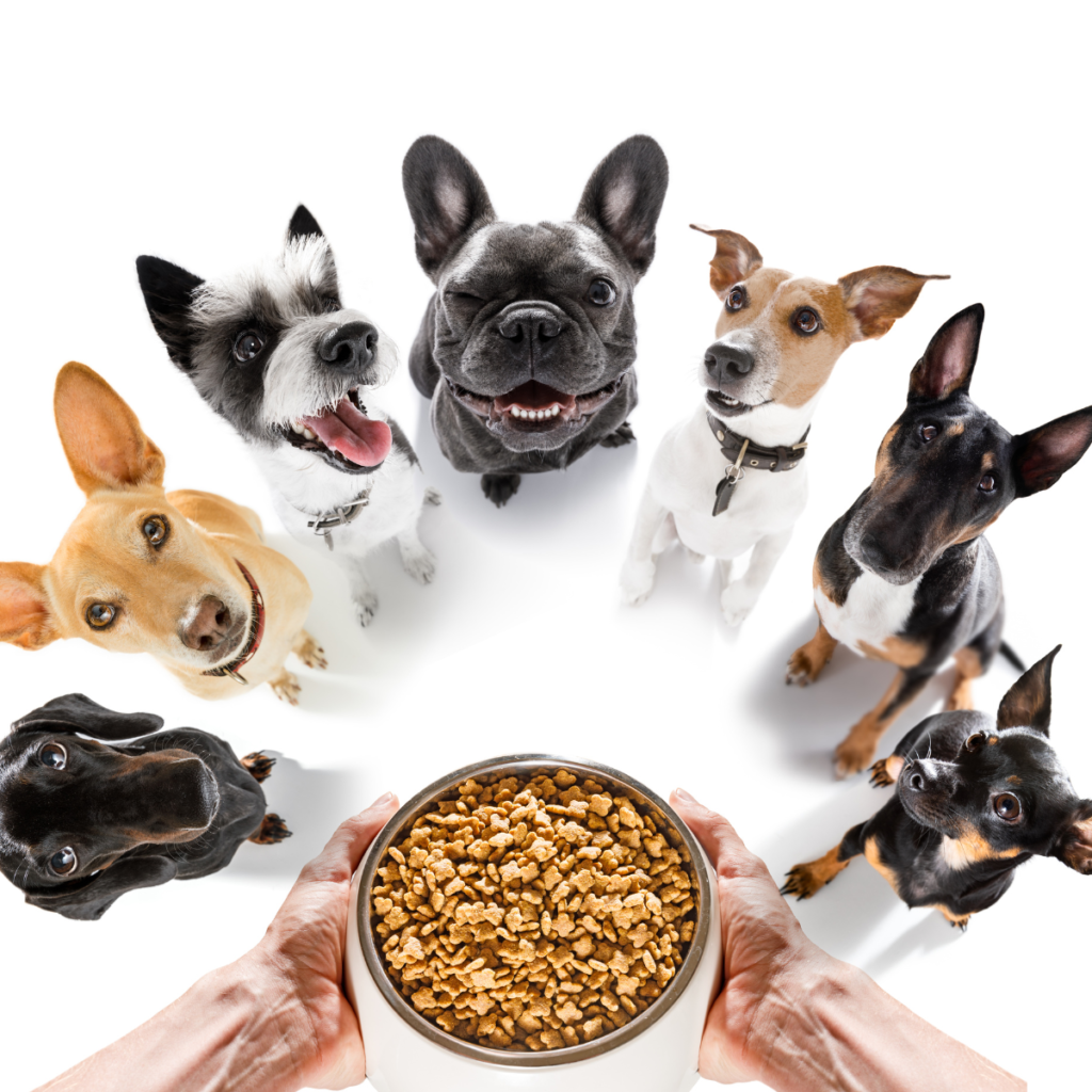 Futter für deine Hunderasse