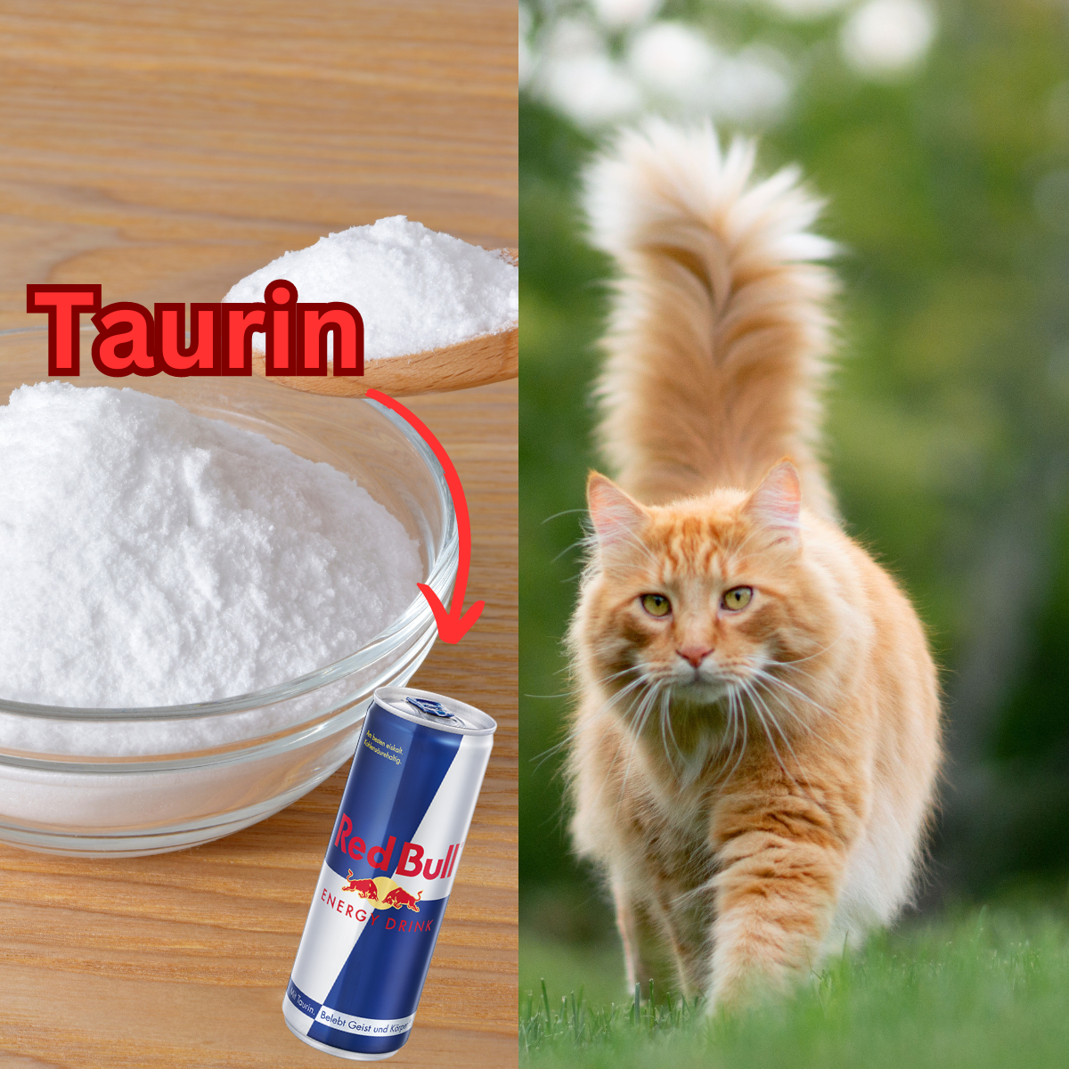 Taurin für Katzen: Warum Taurin in der Katzenernährung wichtig ist & mehr!